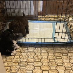 Cage for My BichonMaltipooS