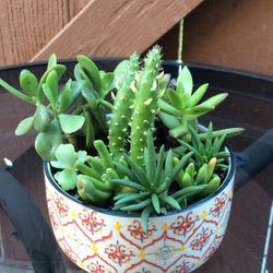 Succulents Mix 
