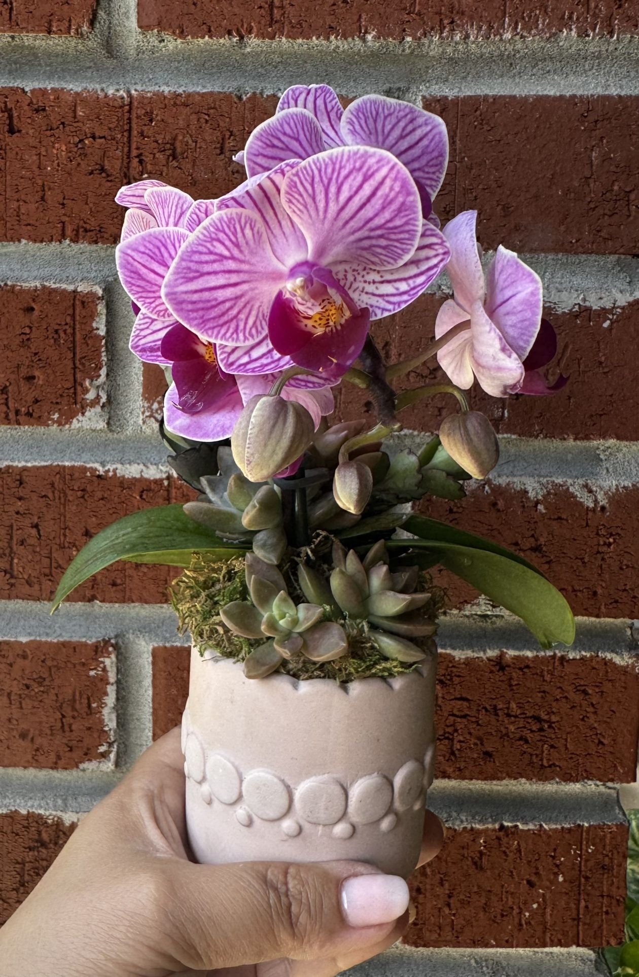 Mothers’s Day Gifts/ Orquids/ Orquids Arragements/orquids And Succulents Arragements/succulents Arragements/exotic Plants