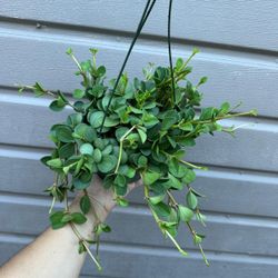 6” peperomia hope
