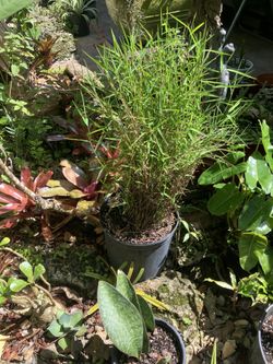 15” Bamboo Grass