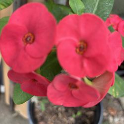 Crown of Christ plant