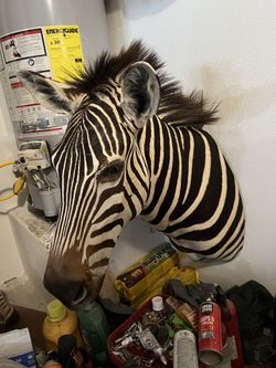 Zebra shoulder mount taxidermy