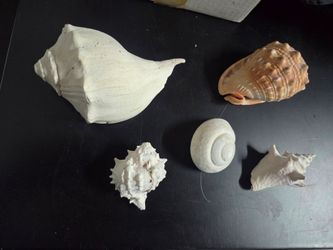 Aquarium sea shells