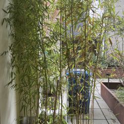 8-10 Foot Yellow Groove Bamboo 