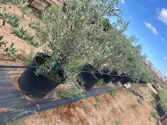 100% fruitless Swan Hill Olive Tree 24” box