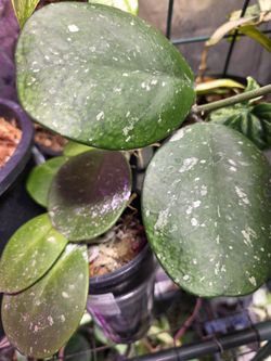Hoya Obovata