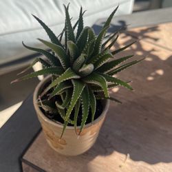 Zebra Live Plant 🪴 With The Small Ceramic Pot 🪴 