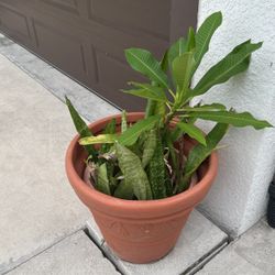 Fangipangi And Mother-in-law Tounges Plants With Two Container Pots 