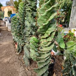 Spiral Cactus - Pups - Small Form