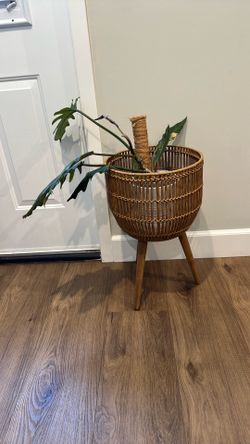 Plant stand and plant caramel marble