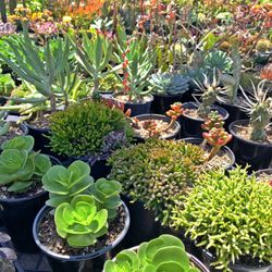 Succulents For Sale