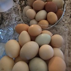 Fresh Fertile Chicken Eggs/ Huevo Para Encubadora 