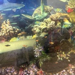 Free Fish Tank