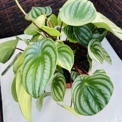 Watermelon Peperomia Plant