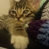 lucy