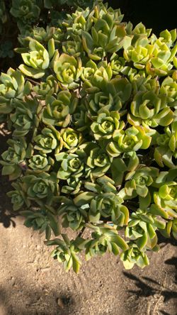 Planta suculenta en bote de 5 , llévatela por solo $5