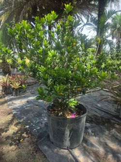 Japanese blueberry tree
