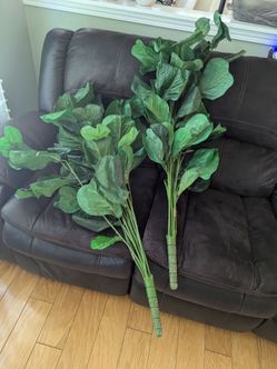 Fiddle leaf branches