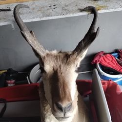 Pronghorn Deer