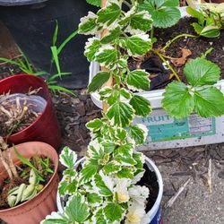Beautiful  Plectranthus Plant 