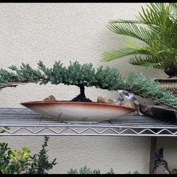 Bonsai Plants Japanese Garden Juniper $75 Each