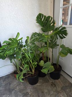 Monsteras