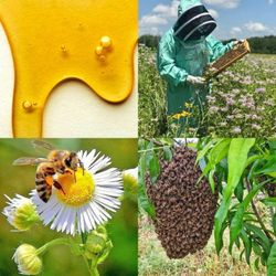 Bee Removals