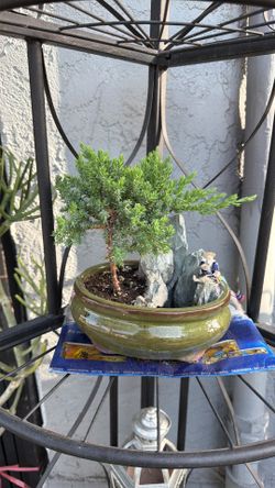 small Japanese juniper bonsai tree with fish man