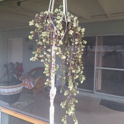 Plant