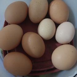 Brown  fresh eggs 🥚