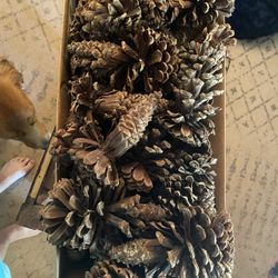 NC Large 7-9” Imperfect Pine cones
