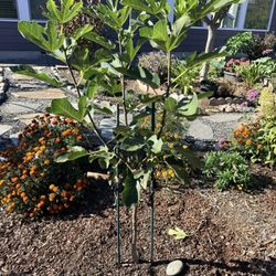 Small Fig Tree 