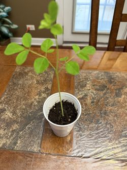 Organic Non Gmo Moringa Seedling. Tree Of Life. Entire plant is edible and nutritious.