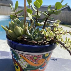 Succulents With Pots For Sale