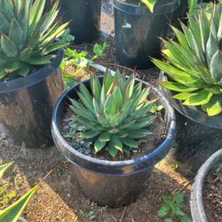 Agave Blue Glow