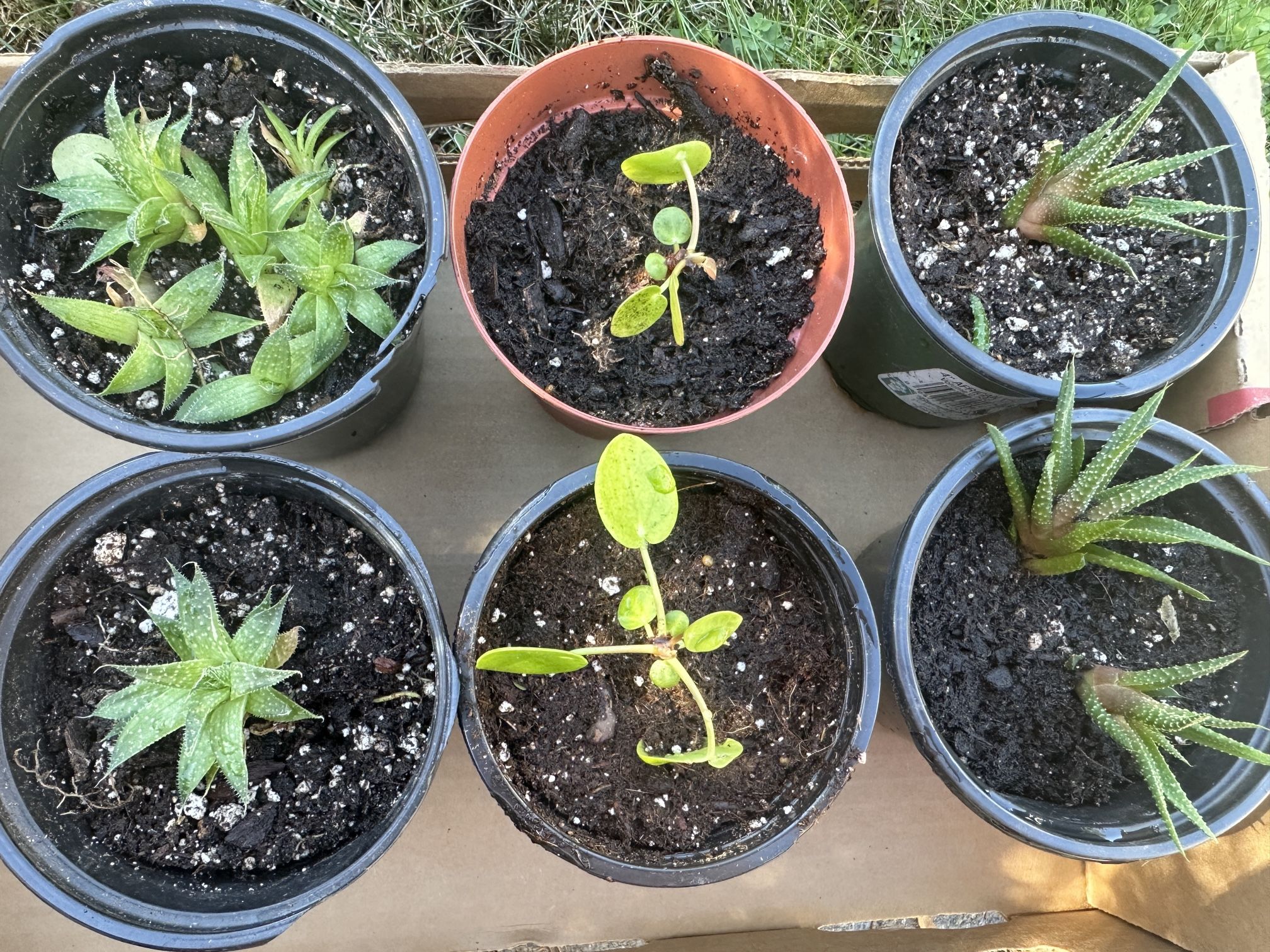 Baby Plants
