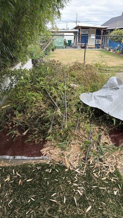 FREE BAMBOO BRANCHES FOR YOUR GARDEN