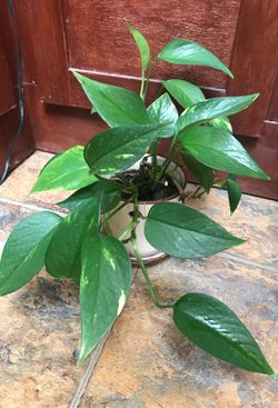Pothos plant