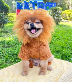 Lion costume for small dog or cat