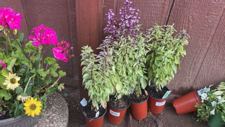 Flowers Plants Take All