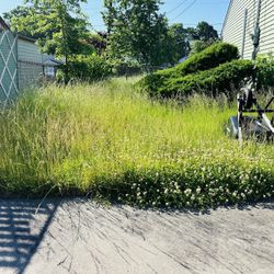 Grass 