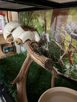 Reptile enclosures