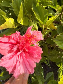 Hibiscus