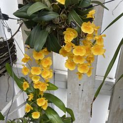 Blooming Dendrobien Orchid 