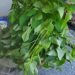 Yam Leaves, Sweet Potatoes Leaves, Rau Lang,  Vegetables 