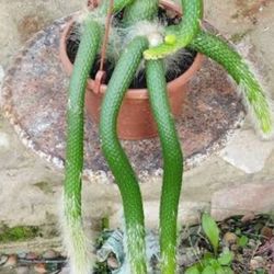 Exotic Xoloitzcuintle Tail Cactus  🪴🌵🐒