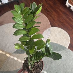 ZZ plant (Zanzibar Gem)