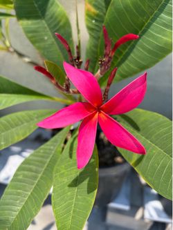 Plumeria Red