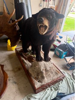 Taxidermy bear